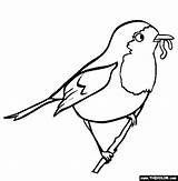 Bird Roodborstje Vogels Robins Sheets Tekening Flevoland Uitprinten Vogel Kleurboek Downloaden Bestcoloringpagesforkids sketch template