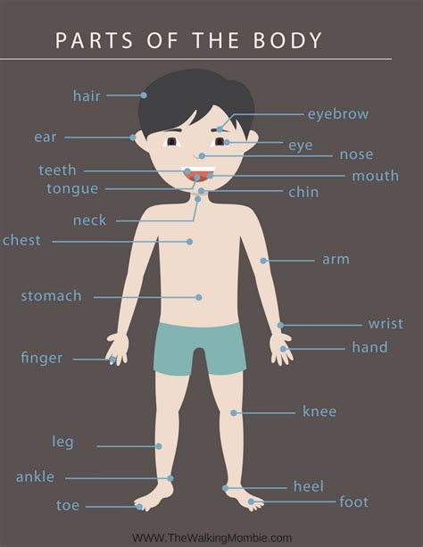 anatomy   human body  printables  kids