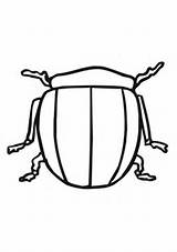 Coloring Potato Bug Beetle Colorado Supercoloring Categories sketch template