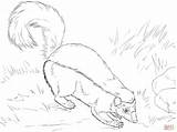 Skunk Coloring Pages Hog Nosed Realistic American Printable Drawing Skip Main Comments sketch template