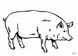 Ausmalbilder Pig Schwein Ausmalbild sketch template