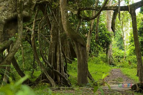 unilak kelola hutan pendidikan taman wisata alam buluh cina