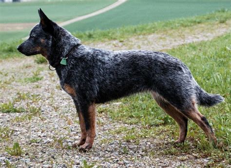 blue heeler australian cattle dog breed guide animal corner