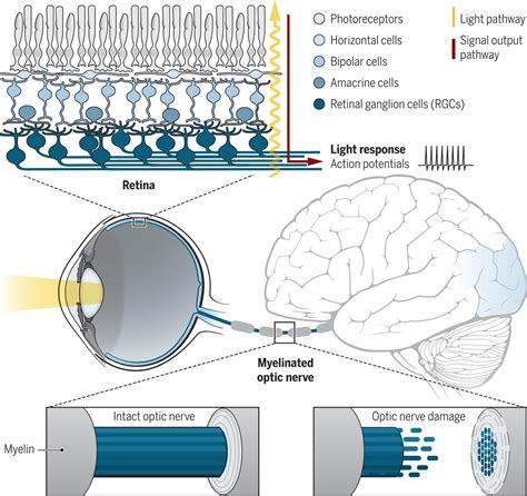 retinal ganglion cell survival  axon regeneration  optic nerve
