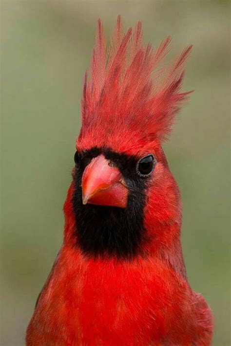 cardinal cardinal birds birds beautiful birds