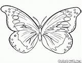 Motyl Kolorowanka Kolorowanki Colorkid Motyle Leci Powietrzu sketch template