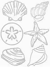 Seashore Seashell Coquillages Creat Anything Oceans Kindergarten Coquillage sketch template