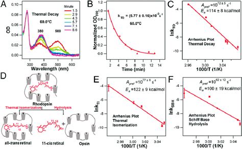 thermal reactions of rhodopsin a time dependent uv visible spectra