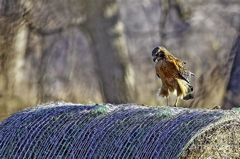 baleful expression photograph  gary holmes