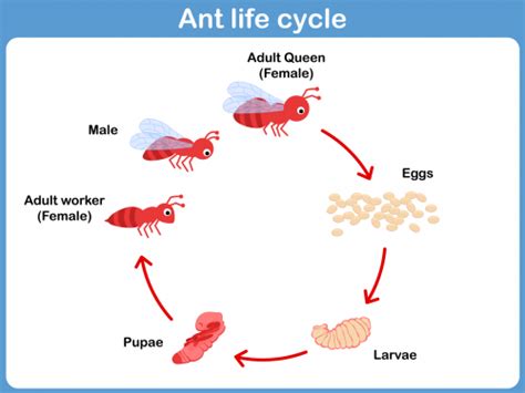 ant life cycle printable kidspressmagazinecom life cycles ant life cycle ants