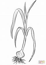 Onion Coloring Wild Leek Sand Drawing sketch template