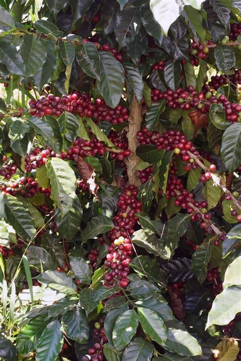 Sinouk Coffee Plantation Harvest Coffee Beans On The Bolaven Plateau