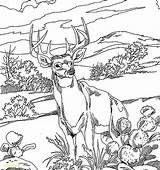 Coloring Animal Pages Adult Comments sketch template