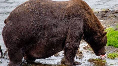 fat bear week winner   colossal science