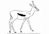 Springbok Draw Drawing Step Animals Tutorials Wild sketch template