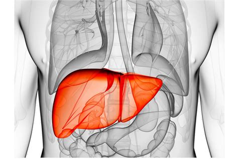 human liver anatomy  function
