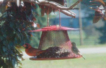 cardinal bird feeder  works   bird feeders wild bird feeders bird feeders