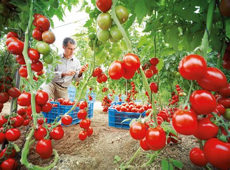 siembra tus propios tomates son mucho mas sanos  ricos growing tomatoes growing vegetables