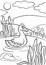 Pond Coloring Pages Duck Color Printable Cute Little Getdrawings Getcolorings sketch template