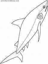 Shark Bull Coloring Pages Fin Drawing Colouring Getdrawings sketch template