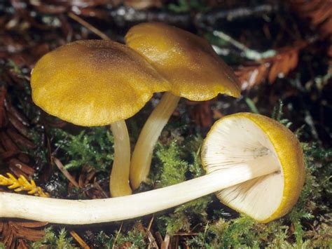 california fungi pluteus leoninus