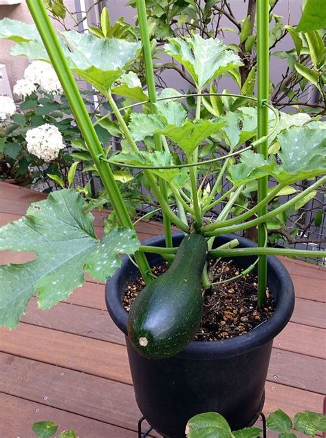 growing zucchini  pot  growing zucchini container gardening