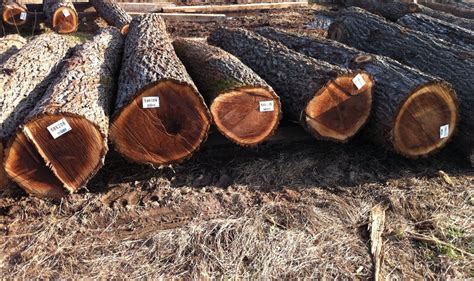 walnut veneer logs buy walnut veneer logs product  alibabacom