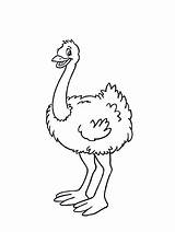 Ostrich Coloring Pages Printable Kids Animal Print Little Color Animals Sheets Preschoolcrafts Colouring Freekidscoloringpage Preschool Sheet Funnycoloring Getcolorings Visit Popular sketch template