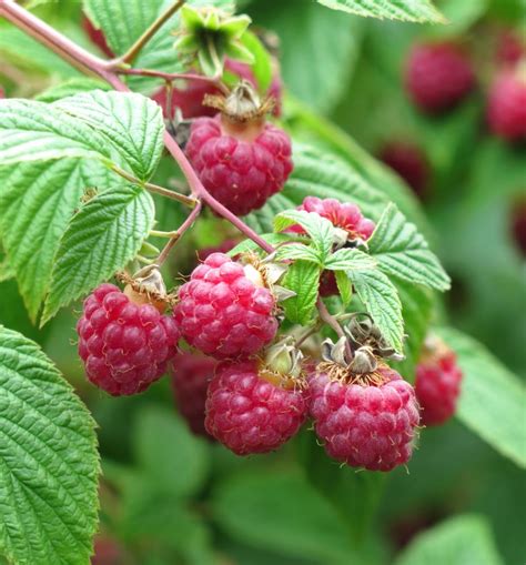 raspberries growing care pests  pruning video