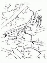 Coloring Mantis Praying Goosebumps Library Clipart sketch template