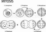 Mitosis Onion Biology Viral Worksheet Anaphase Telophase Metaphase Prophase sketch template