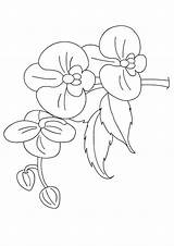 Coloring Pages Orchid Orchids Flowers Lily Different Parentune Printable Worksheets Beautiful Books Categories Similar sketch template