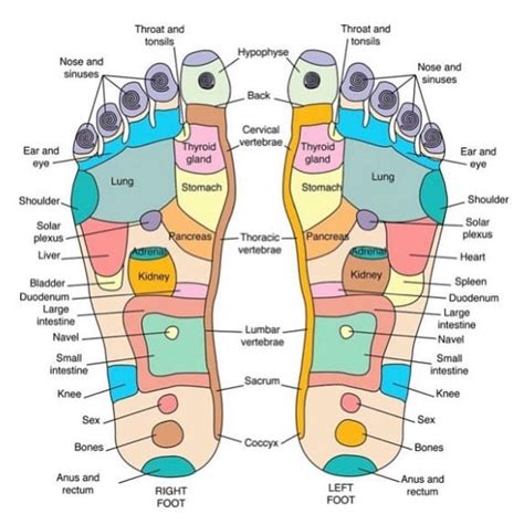 My Favorite Foot Reflexology Chart Want To Learn Deep
