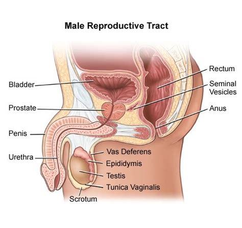 How Does A Woman S Reproductive Organs Fit Quora