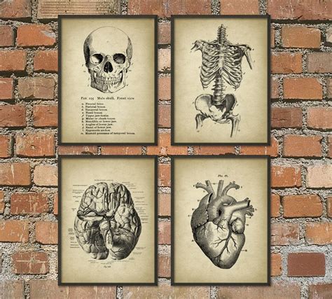 Human Anatomy Wall Art Poster Set Of 4 Antique Anatomy