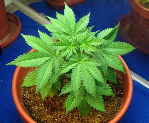 marijuana  illegal  suny campuses ncpr news