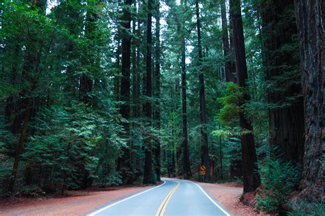 camping trip  californias redwood forest