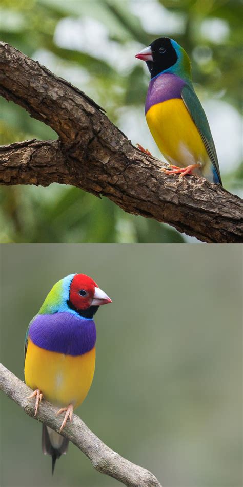 gouldian rainbow finch females have been proven to