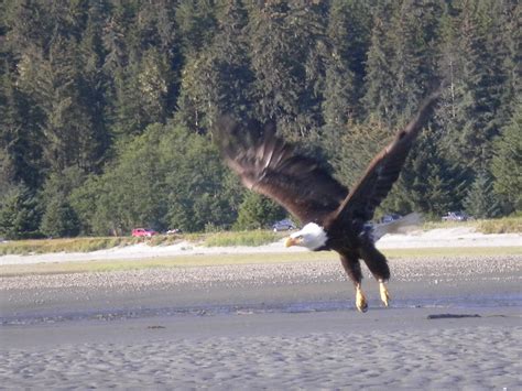 wind songs eagles  eagle beach