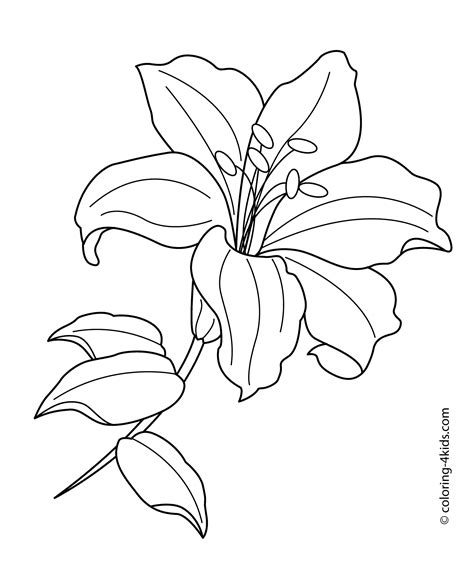 printable lily coloring page neveahtupollard
