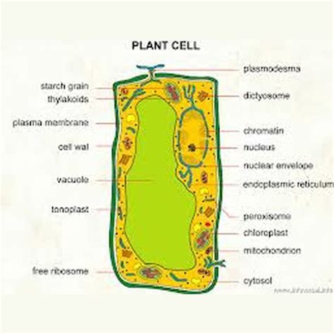 plant cell diagram image  gcse biology