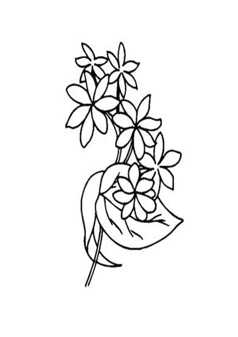 jasmine coloring pages flower drawing coloring pages flower images