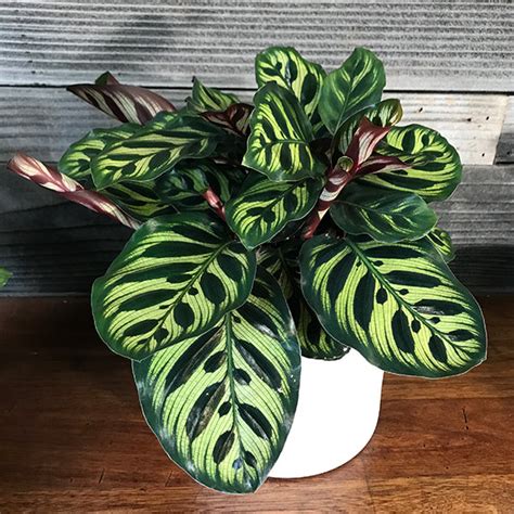 house plants americas gardens nursery