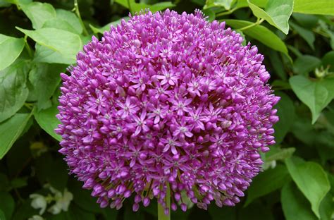types  purple allium flowers