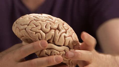 la ciencia descubre como el cerebro humano adquirio su gran tamano