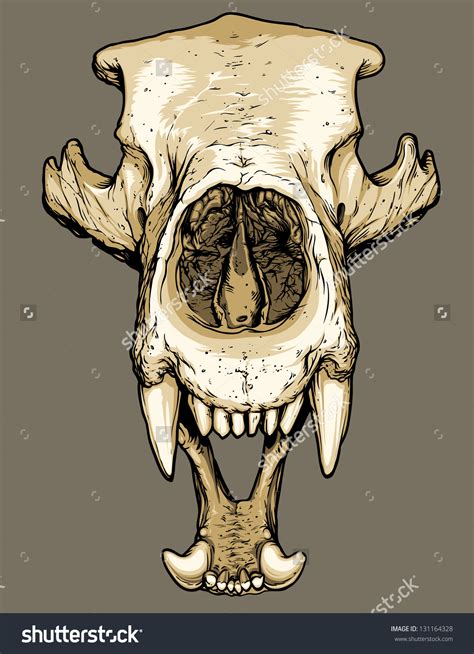 bear skull drawing at getdrawings free download