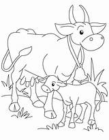 Coloring Ox Popular sketch template