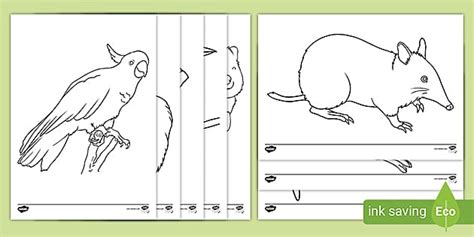 australian animals colouring sheets classroom resource twinkl