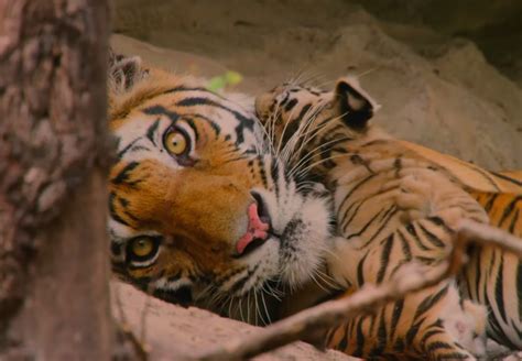 dynasties trailer   footage  bbc america nature series indiewire