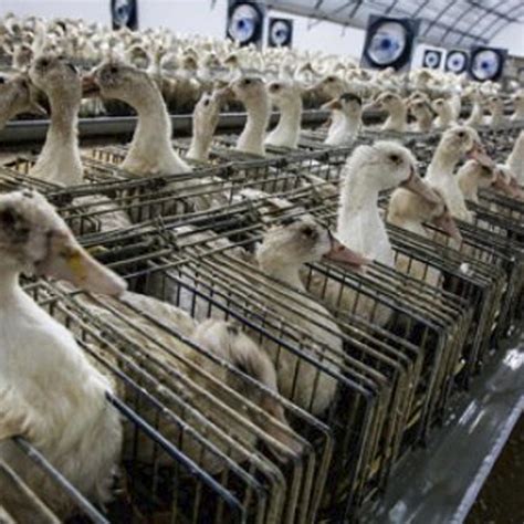 factory farming   largest   animal abuse